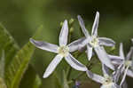 Louisiana bluestar